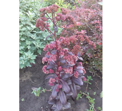 Очиток, седум Тачдаун тік (Sedum 'Touchdown Teak')